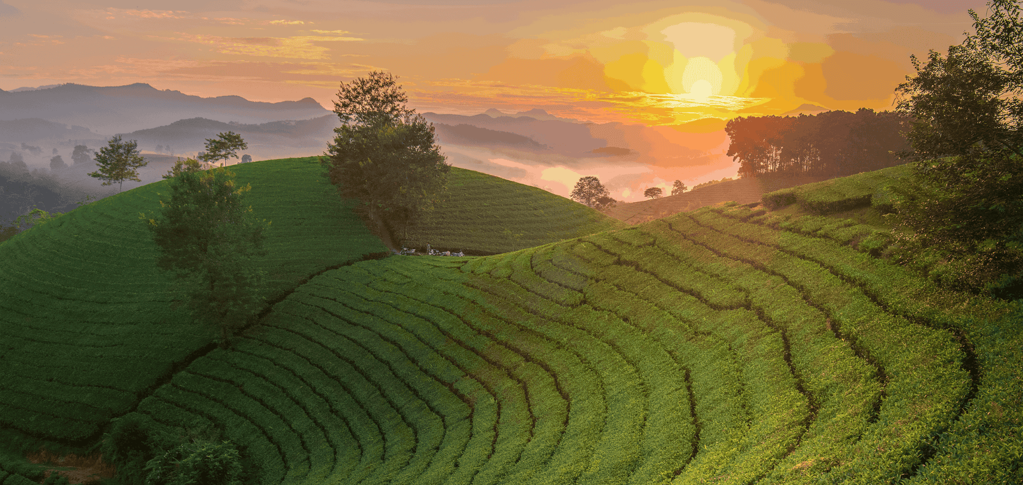 Izsmalcināta ķīniešu tēja